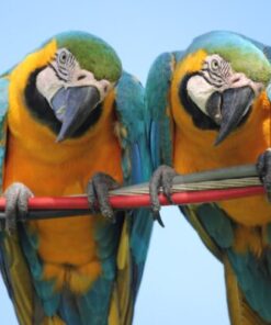 blue and yellowmacaw 600x400 1