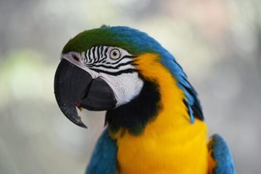 byg macaw3 600x400 1