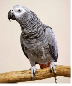 congo african grey parrot 600x690 1