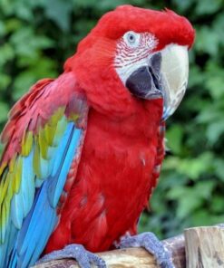 green winged macaw 600x400 1