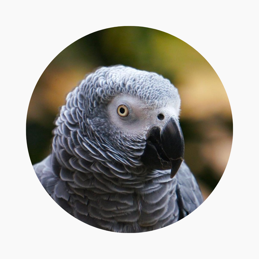 parrot store online 1